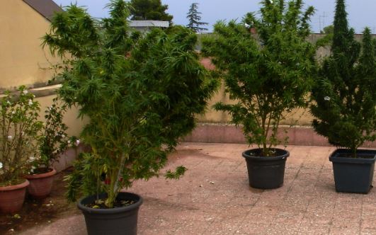 tranese coltivava marijuana sul terrazzo