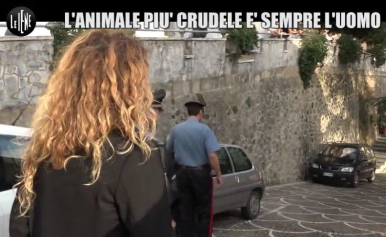 sangineto il cane angelo torturato