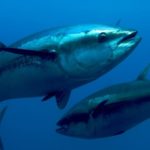 fermo pesca tonno rosso 2017