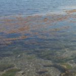 alga tossica puglia agosto 2017