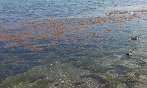 alga tossica puglia agosto 2017