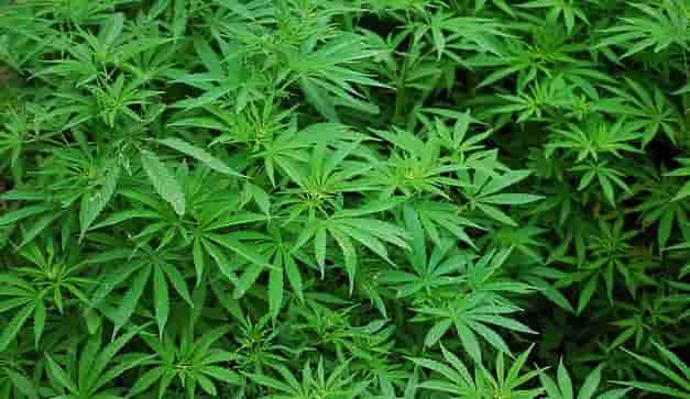 proposta legge cannabis terapeutica