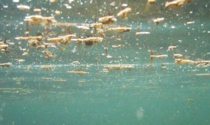 alga tossica costa pugliese luglio 2018