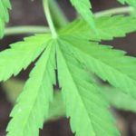 referendum-sulla-cannabis-legale
